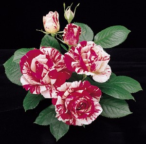 SCENTIMENTAL (hybrid tea)